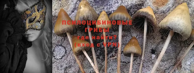 закладка  Давлеканово  Галлюциногенные грибы MAGIC MUSHROOMS 